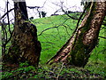 Tree trunks, Mullaghmore