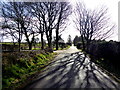 Tree shadows, Mullanmore