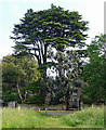 Conifers, Mulbarton