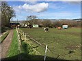 Horses in Paddock