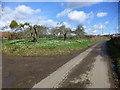 Snowdrops in Egerton House Road, Egerton