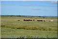 Cattle grazing