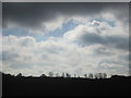 Tree silhouettes on the skyline