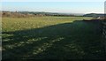 Sheep pasture, Cranford