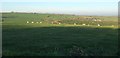 Sheep on Cranford Moor