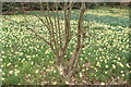 View of a tree on the Daffodil Bank in Warley Place #4