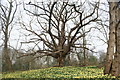 View of a large tree at the top of the Daffodil Bank in Warley Place #2