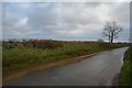 North Devon : Country Lane