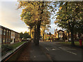 Lime trees along Montague Road catch late afternoon October sun, southeast Warwick