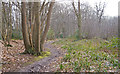 Footpath through Writtlepark Wood