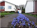 Spring driveway in blue, Trajan Walk, Heddon on the Wall