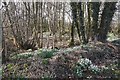 Snowdrops near Parkgate