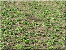 NT2769 : Field beans at Liberton by M J Richardson