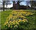 Daffodils near the Trinity Methodist Church