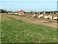 Free range pigs south of Manor Farm