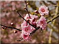 Prunus sp. Early Flowering Cherry, 2