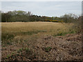 Wet area on Beeston Regis Common