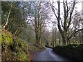 Woodland on Buckland Beacon