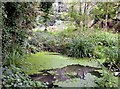 Pond in The Glen near Warrior Square