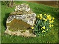 Daffodils beside the remains of a preaching cross