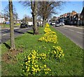 Daffodils in the centre of Narborough Road