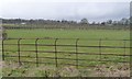 Tree nursery at Lanehead