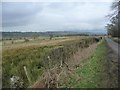 Marshy farmland at Thackthwaite