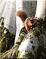 Red Squirrel