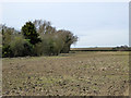 Brown field west of Calleywell Lane