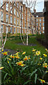 TQ3381 : Daffodils new Apartment Block, Spitalfields, London by Christine Matthews