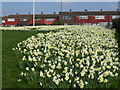 Daffodils on East Wickham Open Space