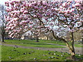 Blossom in St Nicholas Gardens