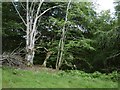 Woodland beside the A833