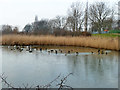 Partly frozen pond, Sutcliffe Park