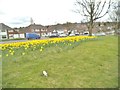 March Daffs