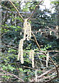 Hazel catkins in Tregoniggie Woods