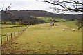 Sheep grazing on a former golf course