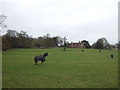 Grazing off Pipers Lane