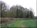 Woodland beside Ayres End Lane