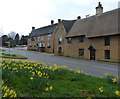 Daffodils along Harborough Road in Brixworth