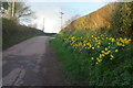 Mid Devon : Country Lane