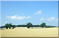 Cereal field near Stanley