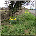 Roadside daffodils, West Road, Nottage, Porthcawl