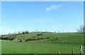 Drumlin grazing land east of Shinn