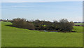 Pond in a field near Wesham