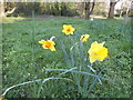 Daffodils on Little Common, Stanmore