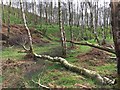SK2479 : Trees felled by Storm Doris by Graham Hogg