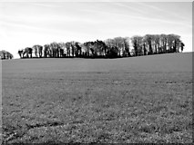 TG2138 : Drift Plantation as seen from Cromer Road (B1436) by Evelyn Simak
