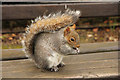 TQ5846 : Grey Squirrel by Richard Croft