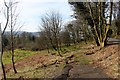 Woodland pasture at Portkil Farm